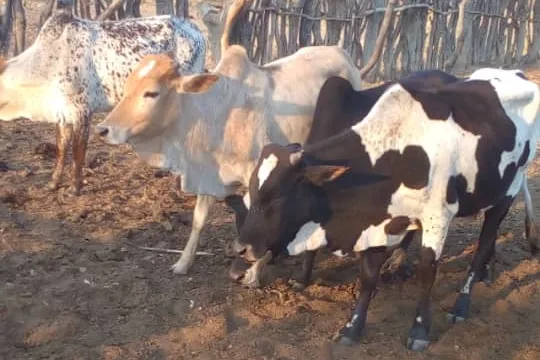 Cattle standing in a kraal.