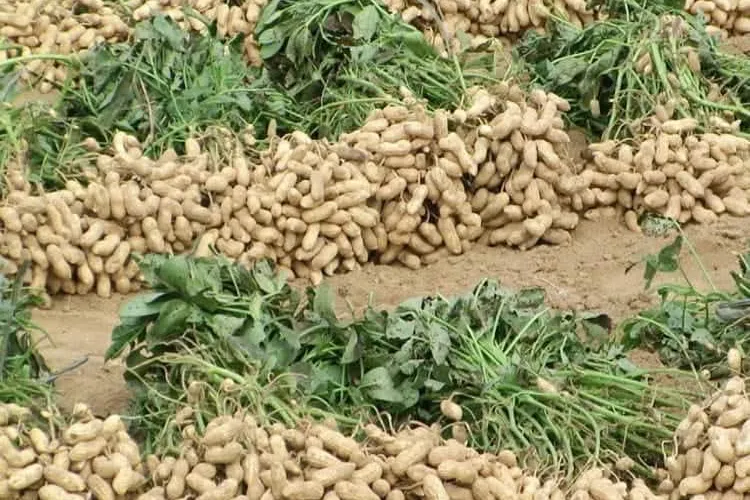 Freshly harvested groundnut plants laid out in rows on the ground.