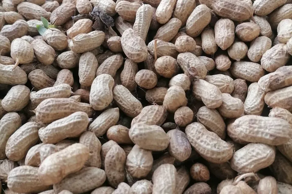 Close view of groundnuts in the shell.