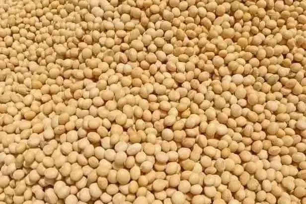 A close view of a heap of soya beans.