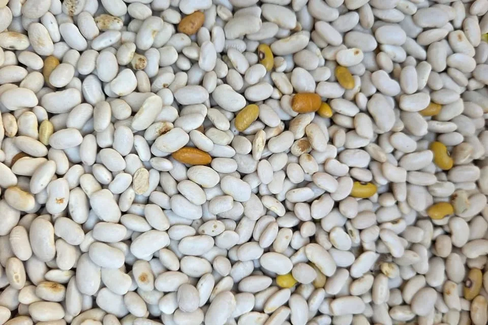 Close view of white beans with a few yellow beans mixed in.